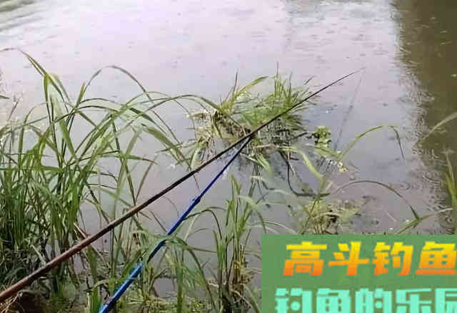 秋季野外钓草有技巧