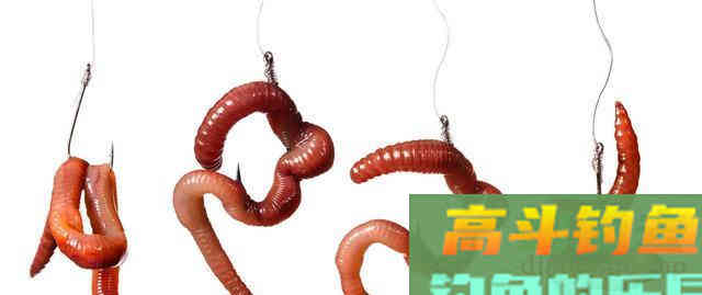 罗非的由来,以及钓罗非的技巧和饵料使用 罗非的由来,以及钓罗非的技巧和饵料使用