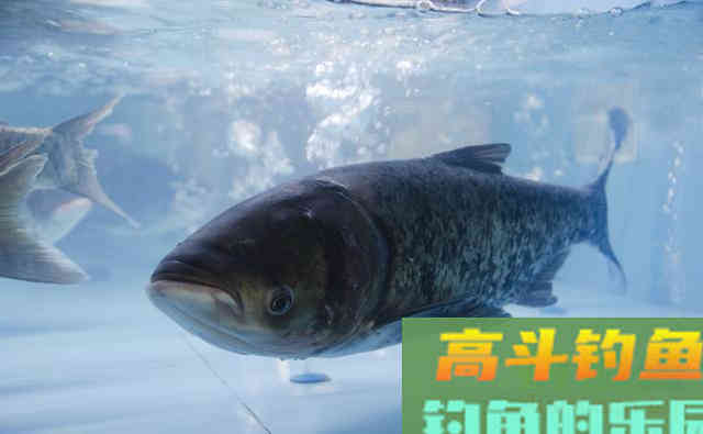 湖北百斤花鲢鱼王“寿终正寝” 湖北百斤花鲢鱼王“寿终正寝”