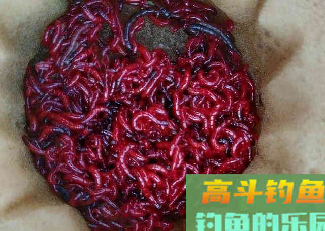 红虫冬钓鲫鱼,双炮竿作钓野生鲫鱼 红虫冬钓鲫鱼,双炮竿作钓野生鲫鱼