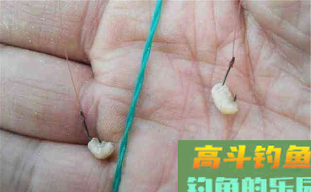 进入晚秋,草鱼还能钓一波 进入晚秋,草鱼还能钓一波