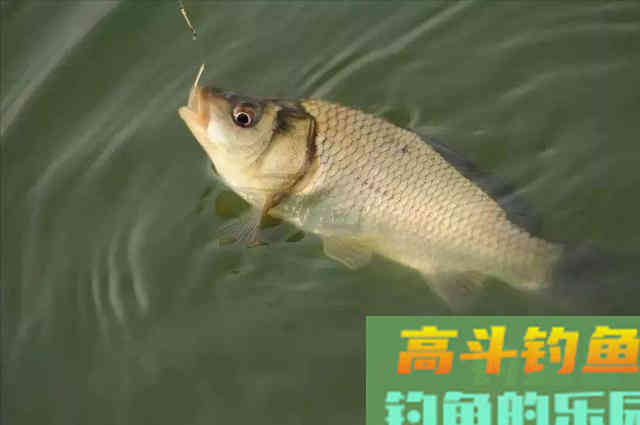 夏季鲫鱼为什么很难钓？是因为你不了这几点