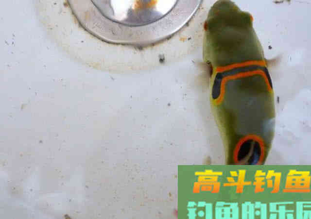 俗话说不吃河豚,不知鱼之鲜,这鱼该如何垂钓? 俗话说不吃河豚,不知鱼之鲜,这鱼该如何垂钓?