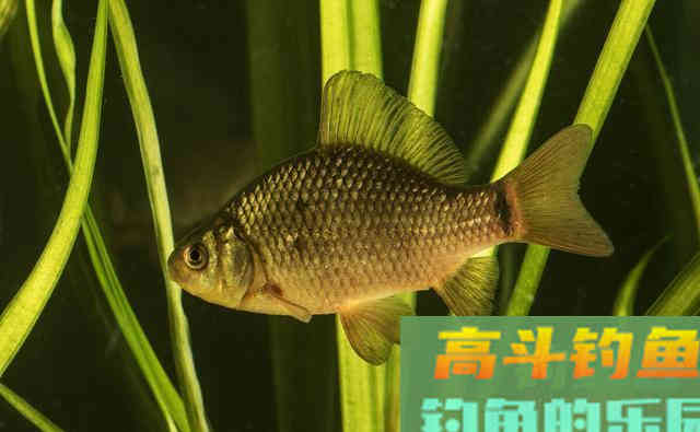 鲫鱼的智慧，或许才是如今小人物的翻身秘宝