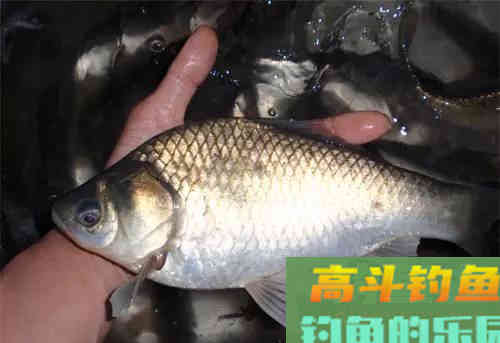 鲫鱼有几种?有的很普通,有的是宫廷贡品 鲫鱼有几种?有的很普通,有的是宫廷贡品