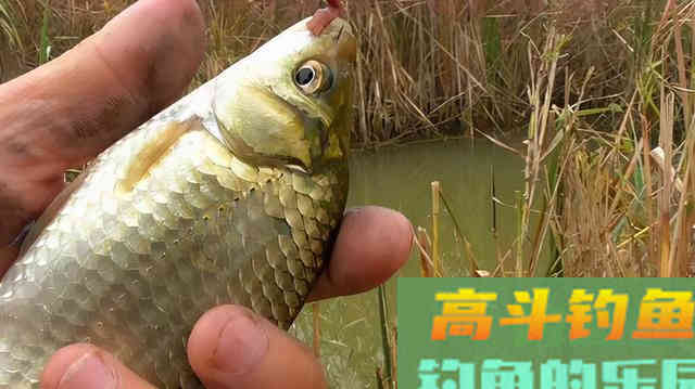 降温好钓鲫鱼？别逗了，做不到这两点