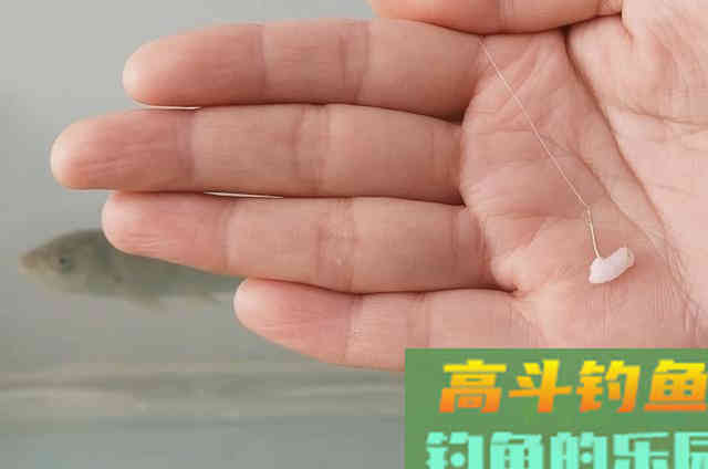 秋钓大板鲫，你会选米饭饵还是蚯蚓饵？为什么