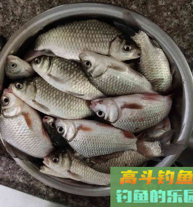 初夏，用长竿短线野钓鲫鱼，钓获一盆30多条大板鲫鱼