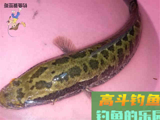 一根线钓黑鱼具体方法，和钓黑鱼的饵料