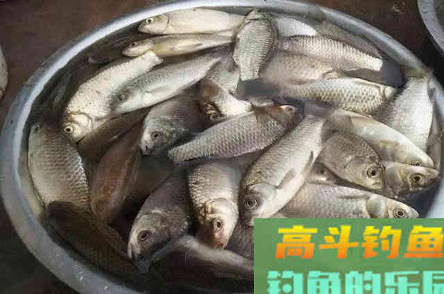 立冬前后,我只用这特色鲫鱼钓法 立冬前后,我只用这特色鲫鱼钓法