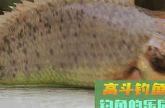 这种小型鲫鱼，能够上岸行走，为什么惹广东钓友厌恶