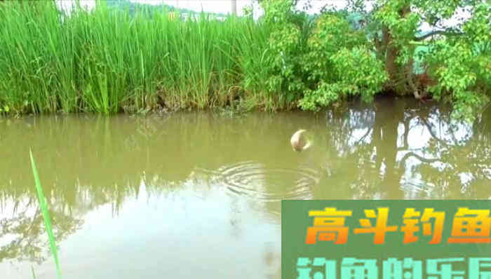 野钓策（18）&mdash;&mdash;野钓鲫鱼提竿的若干问题