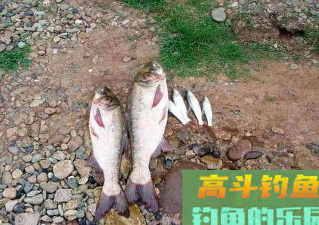从3个方面掌握手竿钓鲢鳙的技巧，以后越钓越多
