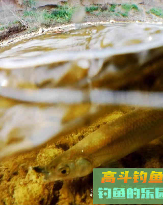 马口鱼怎么钓?比如蚂蟥钓法、苍蝇钓法、虾饵钓法等 马口鱼怎么钓?比如蚂蟥钓法、苍蝇钓法、虾饵钓法等