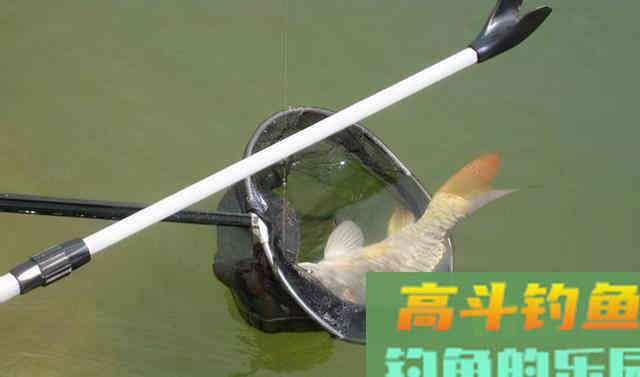 选择合适的季节、钓点、钓深,钓上大鲫鱼 选择合适的季节、钓点、钓深,钓上大鲫鱼