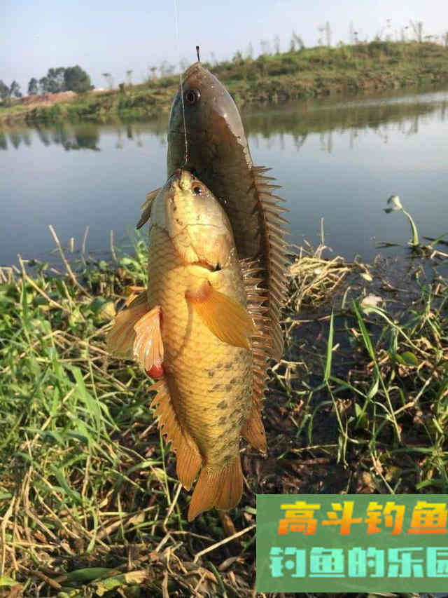 不要把这几种鱼弄错，和保护鱼种区别很小，避免惹麻烦