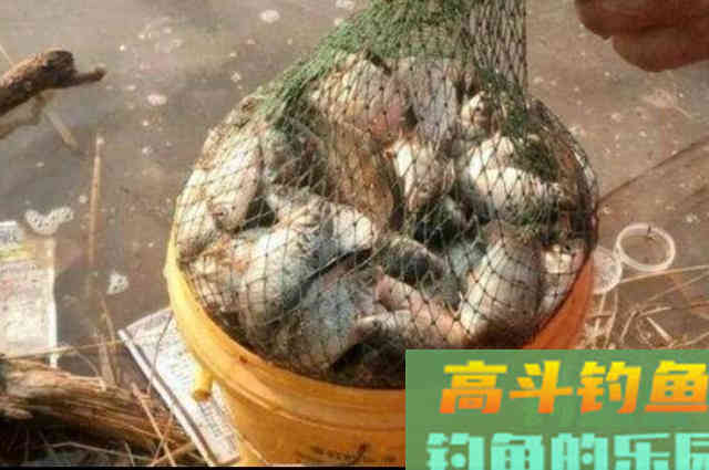自从学会这饵料调整策略,大板鲫想不上钩都挺难 自从学会这饵料调整策略,大板鲫想不上钩都挺难