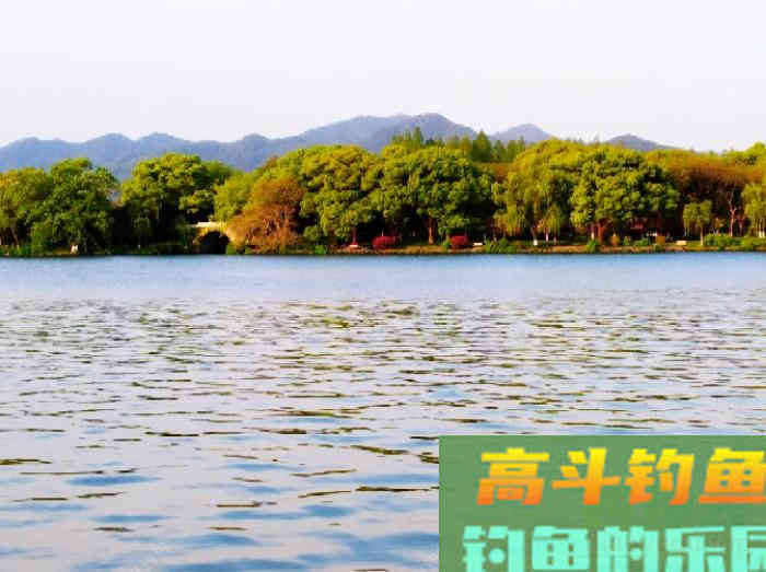 如何在浅水域钓大鲫鱼,学好这3个技巧,爆护不远了 如何在浅水域钓大鲫鱼,学好这3个技巧,爆护不远了