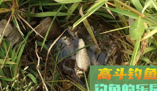 初夏钓鲫鱼，选择草窝处