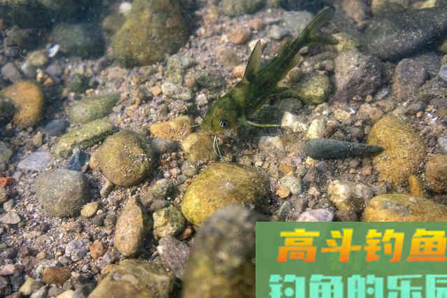 野钓黄辣丁的技巧，一般人我不告诉
