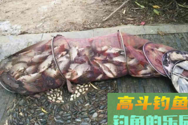 冬钓板鲫,唯独这套方法最管用 冬钓板鲫,唯独这套方法最管用