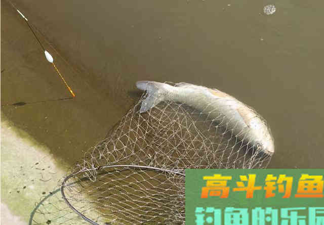 玉米还是商品饵?钓草鱼什么时候选什么饵,看此文就明白 玉米还是商品饵?钓草鱼什么时候选什么饵,看此文就明白