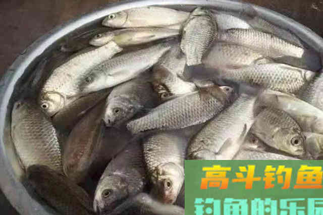 十条鲫鱼跑五条,背后原因,一般人还真不晓得 十条鲫鱼跑五条,背后原因,一般人还真不晓得
