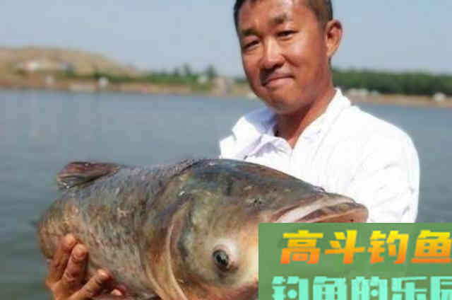 用这3大战术钓鲢鳙,线组钓位窝饵调整 用这3大战术钓鲢鳙,线组钓位窝饵调整