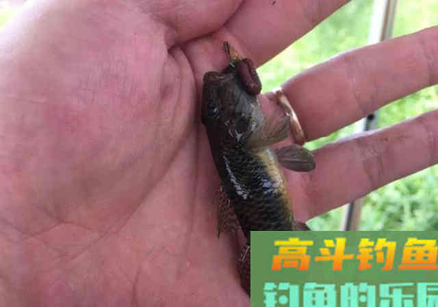 此鱼被钓友嫌弃，殊不知买一斤要35元