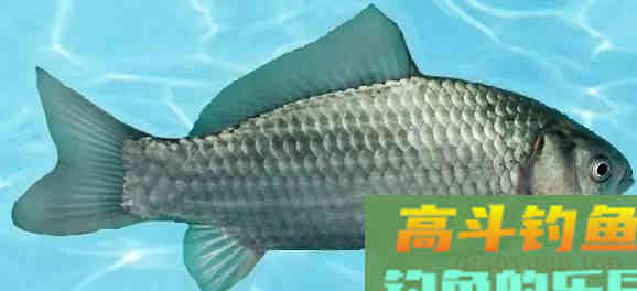 这几种土鲫鱼重达几公斤