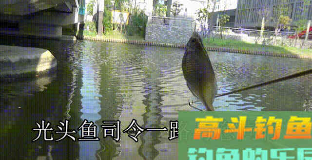 为何春季鲫鱼又大又多，夏季又少又小？钓大板鲫并不难
