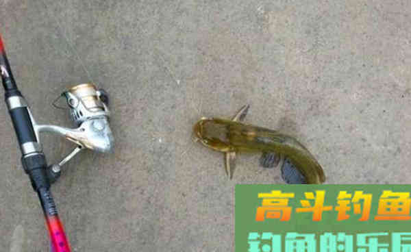 初冬钓黄颡鱼，这种钓法最实在，简单有效
