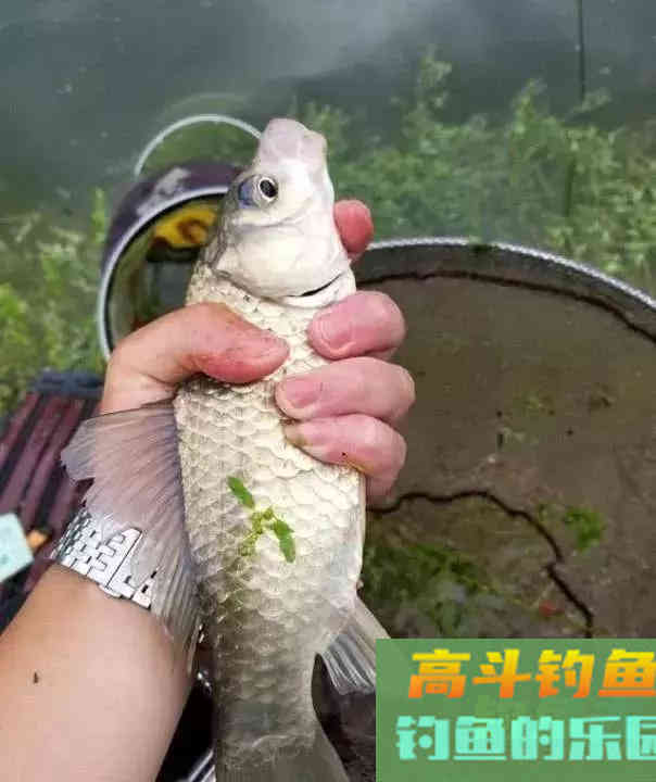 进入初秋之后要怎样钓鲫鱼呢?5个技巧告诉你 进入初秋之后要怎样钓鲫鱼呢?5个技巧告诉你
