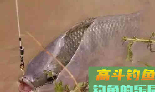 这几种情况，鲤鱼分分钟教育你，中钩了也提不上岸