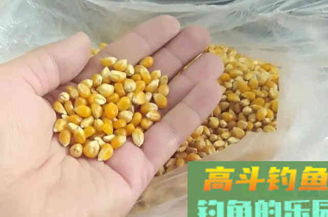 治服,鲤鱼就用这钓法方法,简单又实用 治服,鲤鱼就用这钓法方法,简单又实用