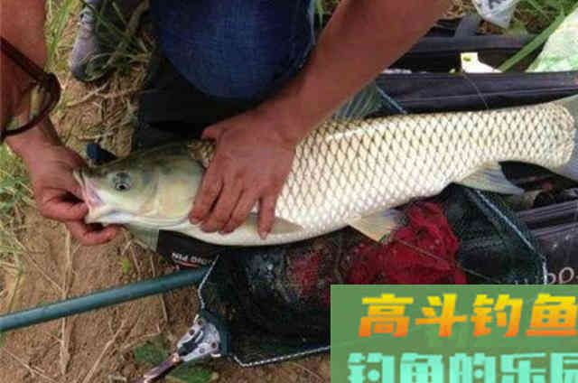 说千道万,草鱼还得按我的套路来钓 说千道万,草鱼还得按我的套路来钓