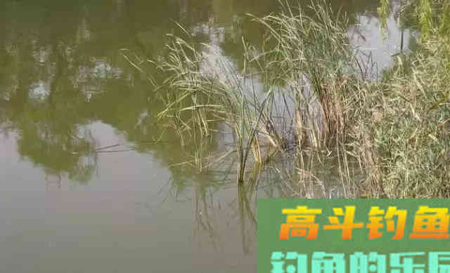 野钓鲫鱼的技巧,钓足一个秋天的瘾 野钓鲫鱼的技巧,钓足一个秋天的瘾