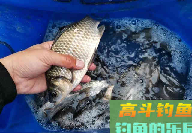 谁说冬季钓鱼必须钓深?这种几十公分的浅滩照样能上大鲫鱼 谁说冬季钓鱼必须钓深?这种几十公分的浅滩照样能上大鲫鱼