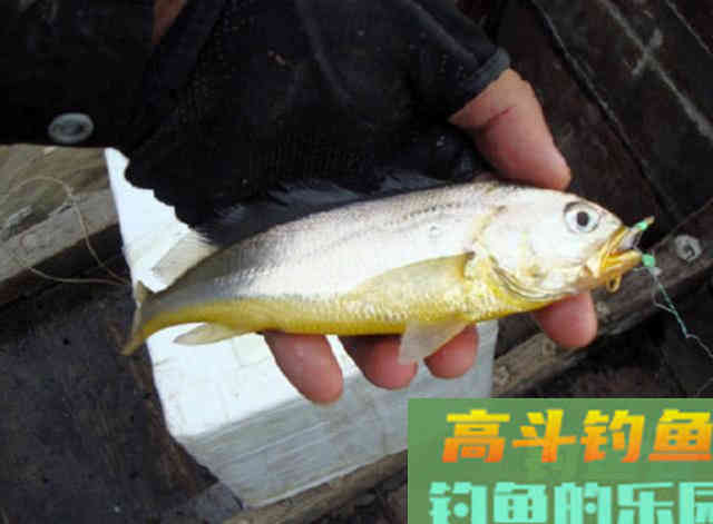 什么是黄鱼？如何垂钓黄鱼的一些技巧