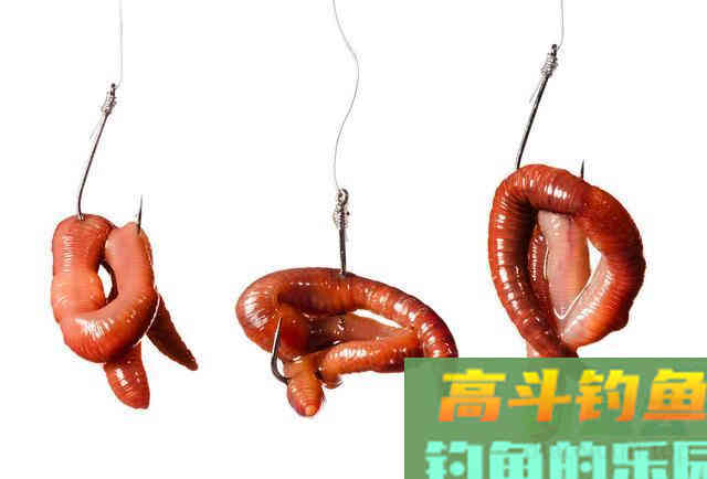 春季钓鲫鱼,传统钓功不可没,蚯蚓逗钓鲫鱼最理想 春季钓鲫鱼,传统钓功不可没,蚯蚓逗钓鲫鱼最理想