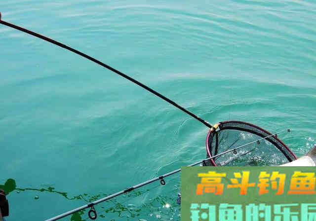一年一度鲢鳙季,鲢鳙的垂钓也即将进入高潮 一年一度鲢鳙季,鲢鳙的垂钓也即将进入高潮
