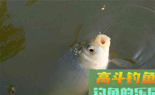 晚秋初冬钓鲫鱼两大核心技巧