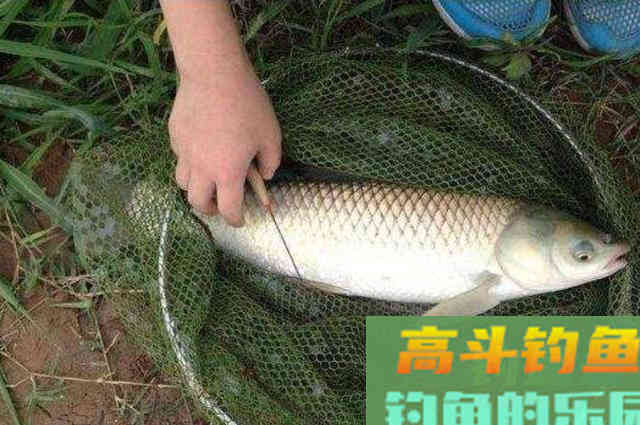 不吹不黑，治服草鱼唯独这钓法才最管用