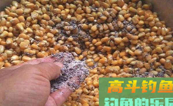 深秋手竿钓草鱼，关键在于用饵对了口，大草鱼也能连竿