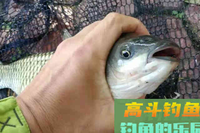 伏天太热，有这草鱼钓法就足够了