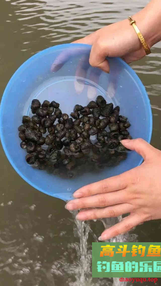 钓青鱼如何避免鱼不给口和中鱼切线等烦恼 钓青鱼如何避免鱼不给口和中鱼切线等烦恼
