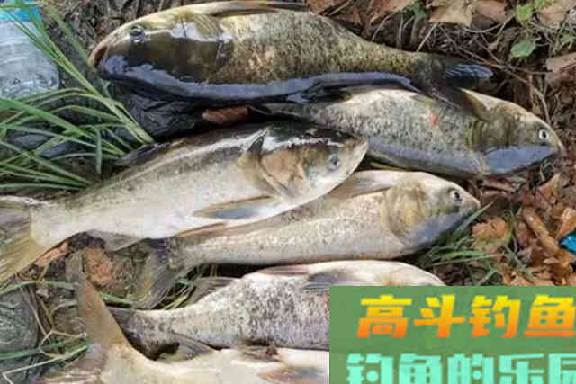 谁料这鲢鳙鱼钓法,效果却出奇的好 谁料这鲢鳙鱼钓法,效果却出奇的好