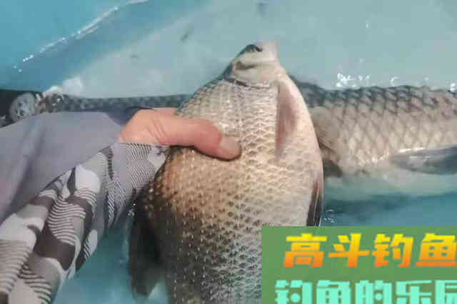 春钓鳊鱼想要竿竿有口,钓法套路少不了 春钓鳊鱼想要竿竿有口,钓法套路少不了
