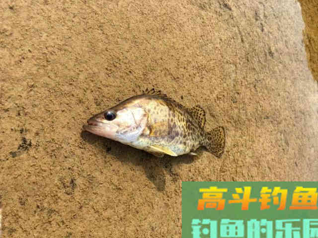 手竿也能钓到鳜鱼?钓鱼人非要这么干,我有两种方法 手竿也能钓到鳜鱼?钓鱼人非要这么干,我有两种方法