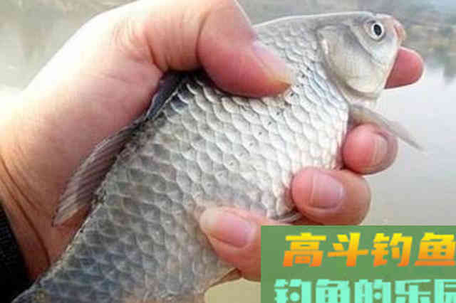 冬天的板鲫不上钩？老钓手好言相劝：换用这3招